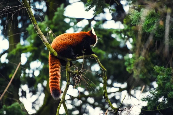 Ritratto di un panda rosso (Ailurus fulgens  ) — Foto Stock