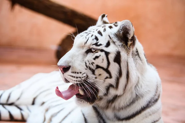 Güzel beyaz tiger portresi — Stok fotoğraf