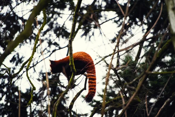 Porträtt av en röd Panda (Ailurus fulgens ) — Stockfoto