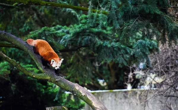Portrait d'un panda rouge (Ailurus fulgens)  ) — Photo