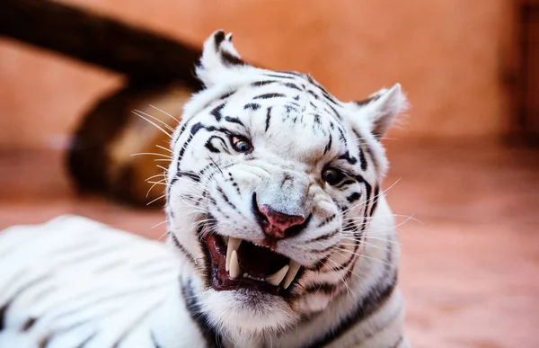 Schönes Porträt eines weißen Tigers — Stockfoto