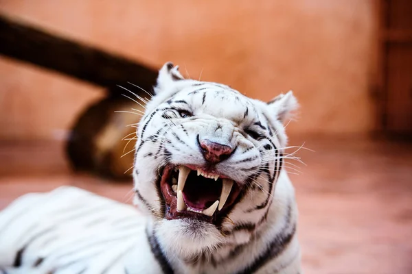 Vacker vit tiger porträtt — Stockfoto