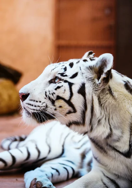 Красивый портрет белого тигра — стоковое фото