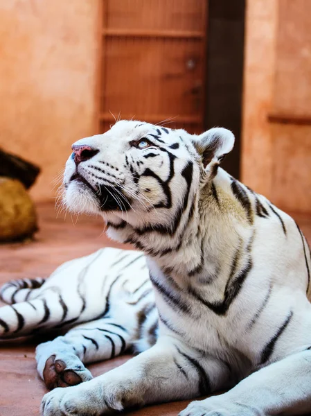 Красивый портрет белого тигра — стоковое фото