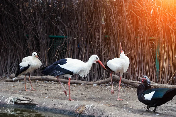 Beautiful White Storks Outdoor — Stock Photo, Image