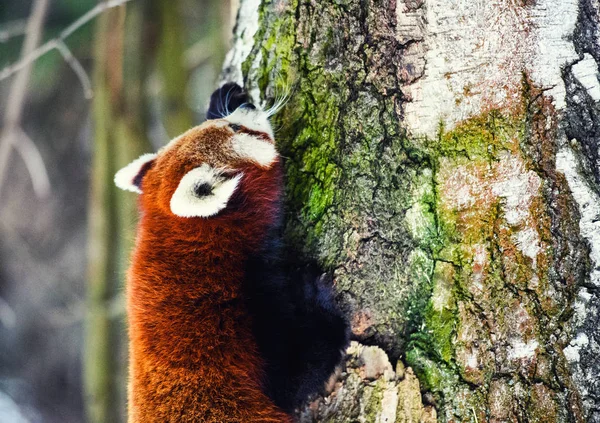 Portrait of a Red Panda ( Ailurus fulgens ) — Stock Photo, Image