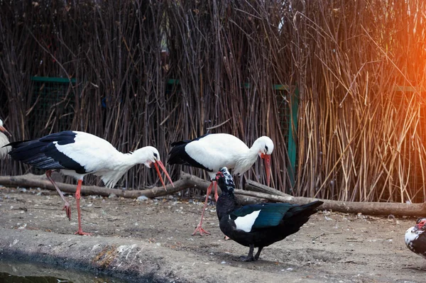 Belle Cigognes Blanches Plein Air — Photo