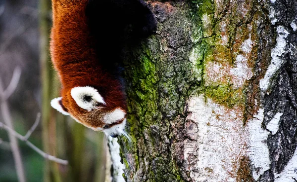 Ritratto di un panda rosso (Ailurus fulgens  ) — Foto Stock