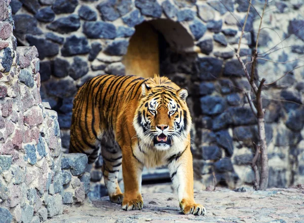 Piękny Tygrys Amur Tle — Zdjęcie stockowe