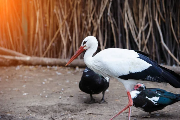 Beautiful White Stork Outdoor — Stock Photo, Image