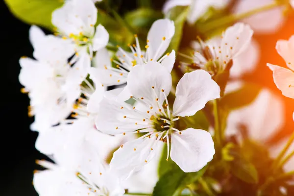 Apple blossom op boom, lentetijd — Stockfoto