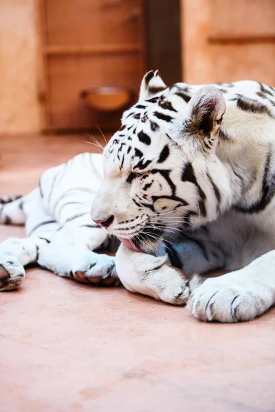 Retrato de tigre branco bonito — Fotografia de Stock