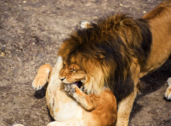 Lew i lwica — Zdjęcie stockowe