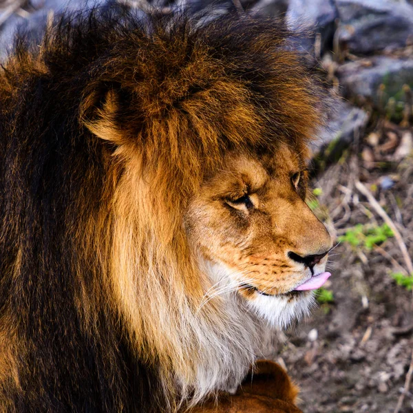 Hermoso león poderoso — Foto de Stock