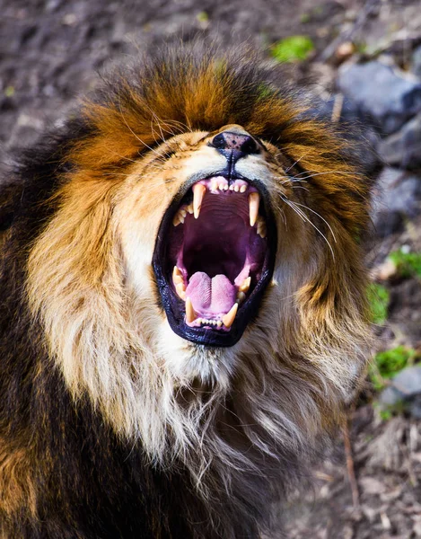 Beautiful Mighty Lion — Stock Photo, Image