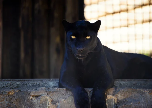 Beautiful black Panther — Stock Photo, Image