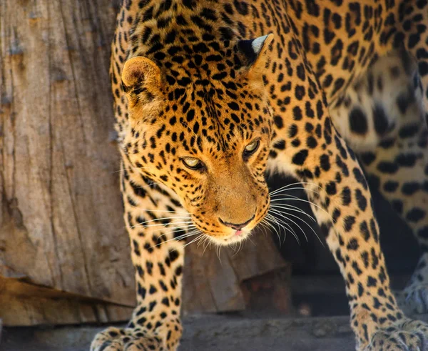 Retrato de um belo leopardo — Fotografia de Stock