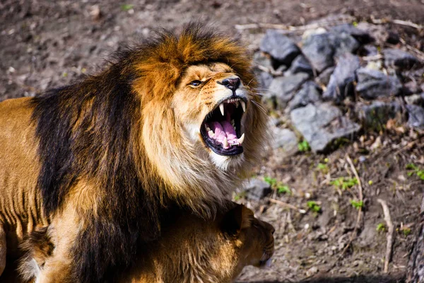 Beautiful Mighty Lion — Stock Photo, Image