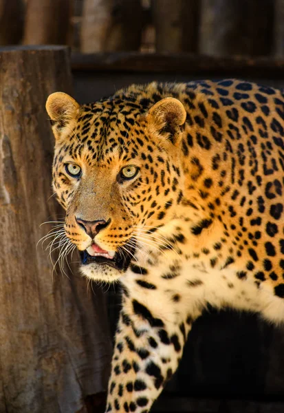 Portrét krásné leopardí — Stock fotografie