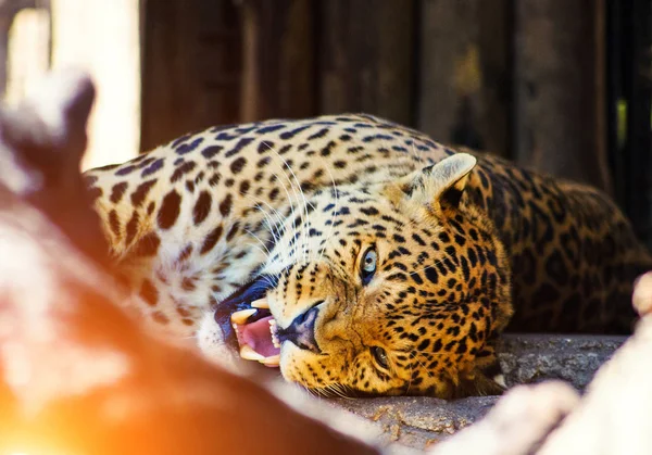 Leopardo — Foto Stock