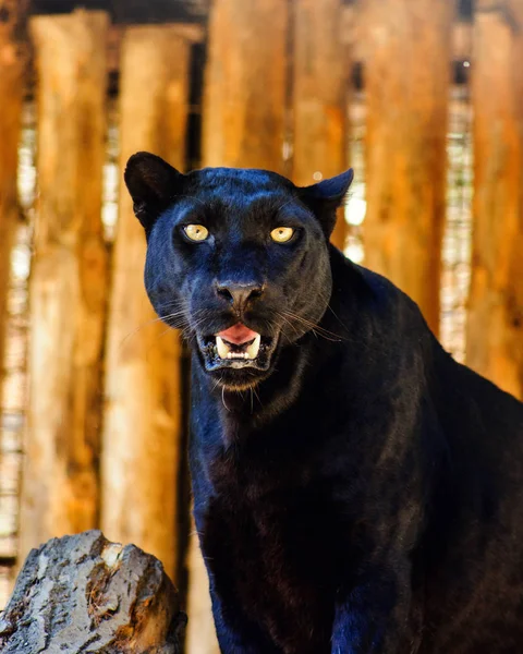 beautiful black panther