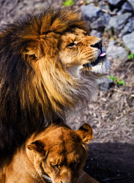 Schöner mächtiger Löwe — Stockfoto