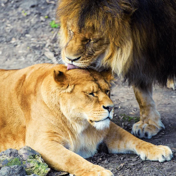 Löwe und Löwin — Stockfoto