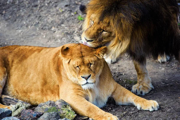 Singa dan Singa — Stok Foto