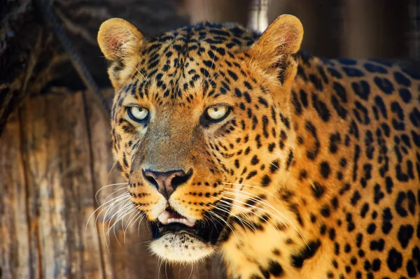 Retrato de um belo leopardo — Fotografia de Stock