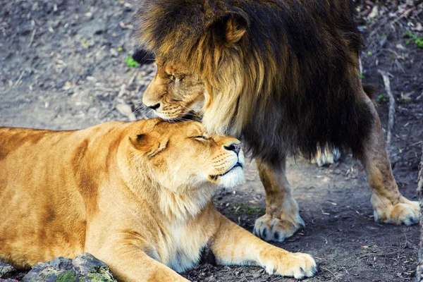 Belo leão poderoso — Fotografia de Stock