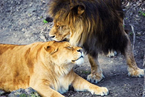 Beautiful Mighty Lion — Stock Photo, Image