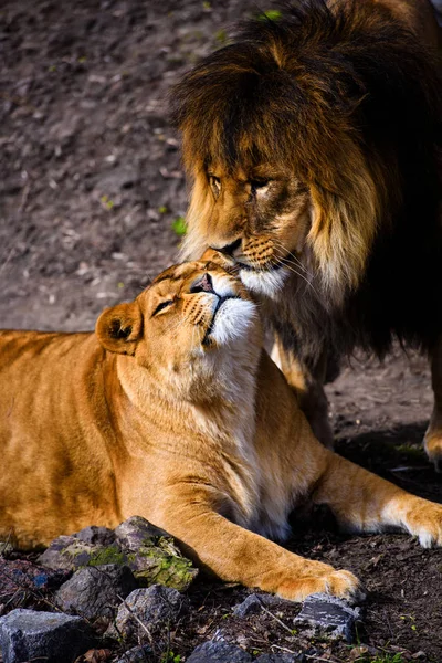 Bellissimo Leone possente — Foto Stock