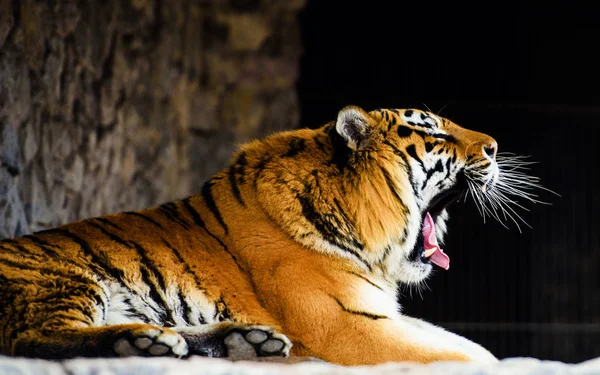 Schöne Amur Tiger Auf Hintergrund — Stockfoto