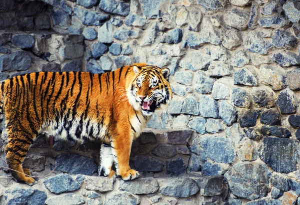 Amur piękny portret Tygrys — Zdjęcie stockowe