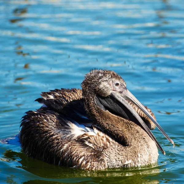 Great white pelican swimming on lake and splashes water. — Stock Photo, Image