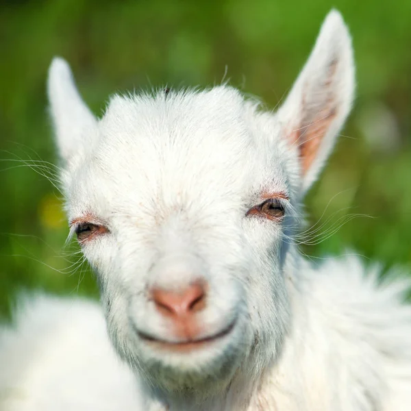 Kleines weißes Ziegenkind — Stockfoto