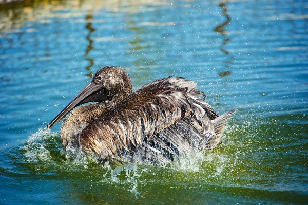 Nahaufnahme Von Pelikan Vogel Wasser — Stockfoto