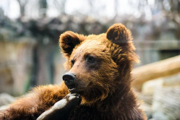 Portrait de jeune ours brun — Photo