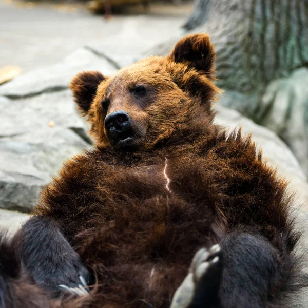 Смешной бурый медведь — стоковое фото