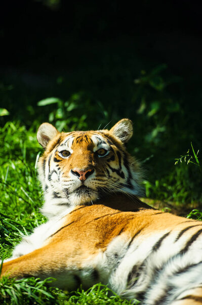Beautiful Amur tiger on background
