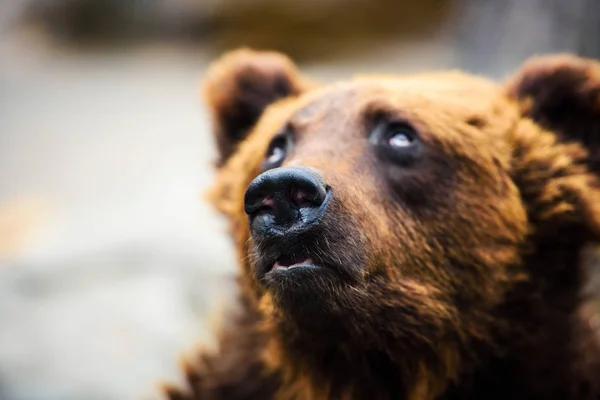 Retrato de urso marrom jovem — Fotografia de Stock