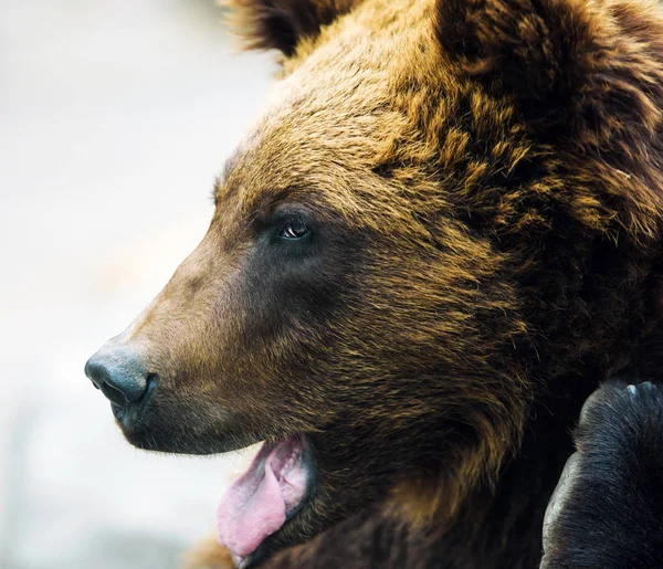 棕色的熊肖像 — 图库照片