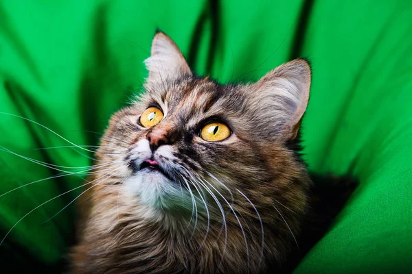 Retrato de gato hermoso — Foto de Stock