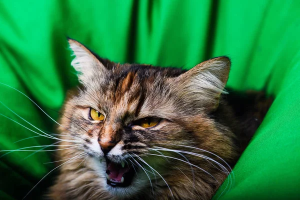 성 난 고양이의 초상화 — 스톡 사진