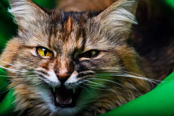 Portret van boos Kat — Stockfoto