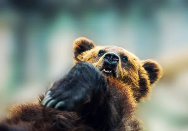 Retrato de urso marrom — Fotografia de Stock