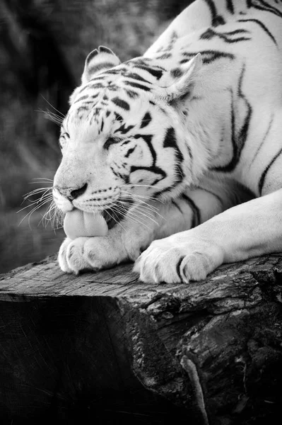 Piękny Tygrys Amur Tle — Zdjęcie stockowe