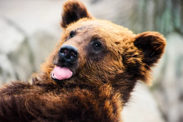 Ritratto di giovane orso bruno — Foto Stock