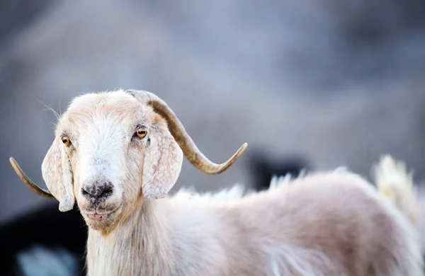 Single mountain goat standing on the top of Tahtali Mountain, Tu — Stock Photo, Image