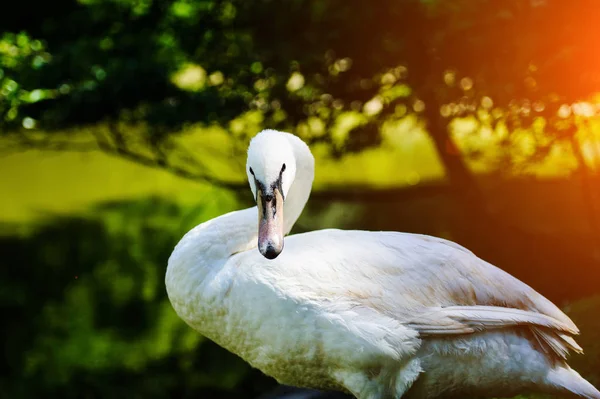 Krásná mladá labuť — Stock fotografie